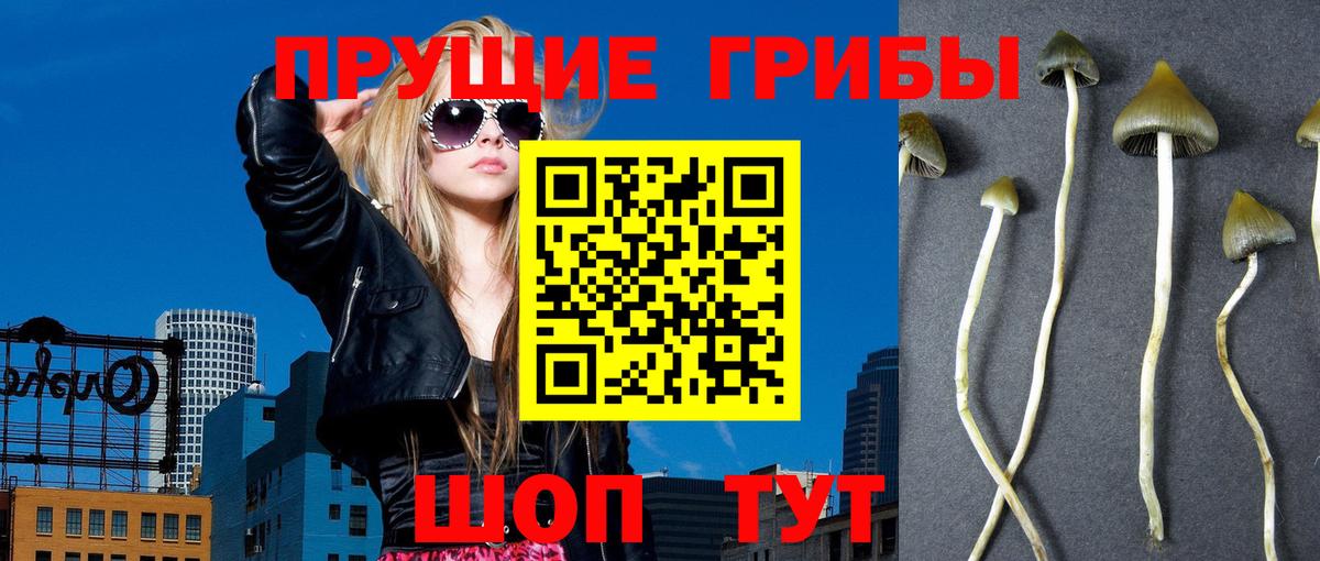 Псилоцибиновые грибы GOLDEN TEACHER Гулькевичи